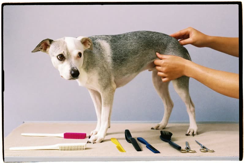 A dog on a grooming table beside grooming tools