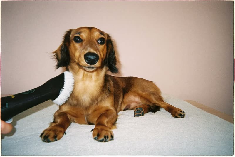 A long-haired dachshund resting on a towel after a groom