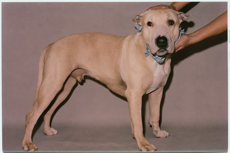 A short-coated dog being wiped down after a wash