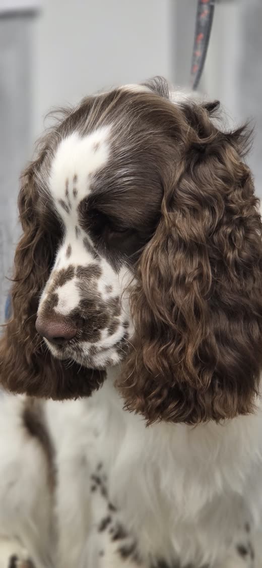 A freshly groomed brown-and-white spaniel in profile on a grooming table, ears brushed out and chest bright white