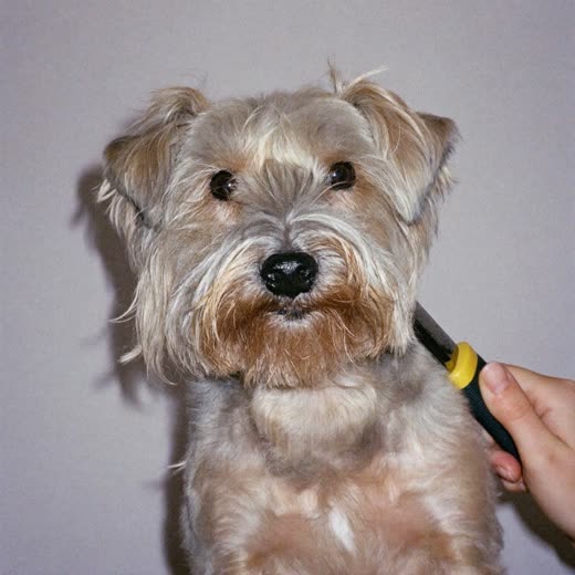A wire-haired terrier having its coat hand-stripped