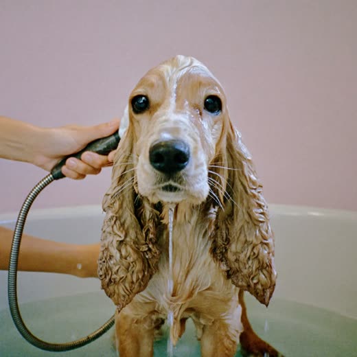 A spaniel being bathed and shampooed