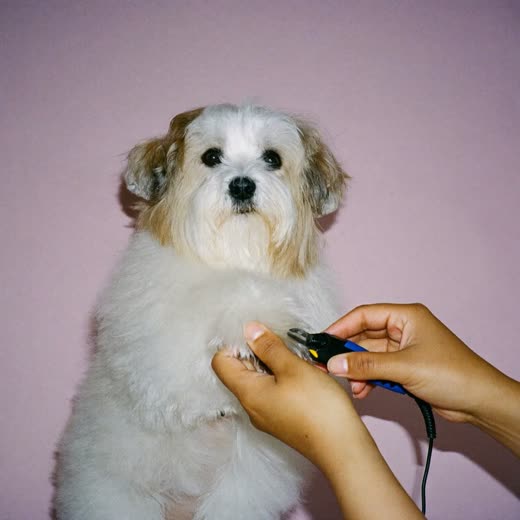 A small dog having its nails clipped